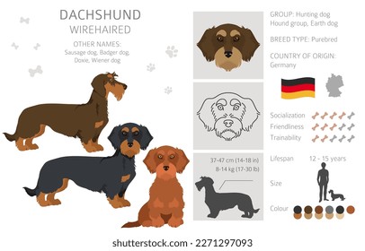 Dachshund wire haired clipart. Different poses, coat colors set.  Vector illustration