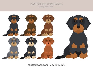 Dachshund wire haired clipart. Different poses, coat colors set.  Vector illustration