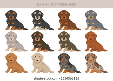 Dachshund wire haired dog clipart. Different coat colors set.  Vector illustration