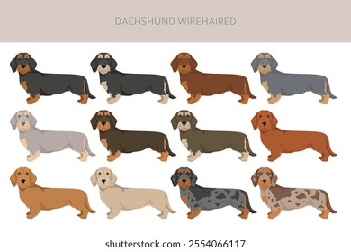 Dachshund wire haired dog clipart. Different coat colors set.  Vector illustration