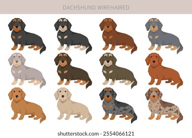 Dachshund wire haired dog clipart. Different coat colors set.  Vector illustration