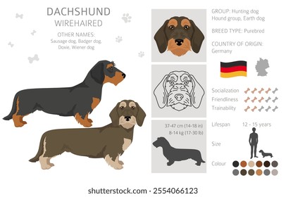 Dachshund wire haired dog clipart. Different coat colors set.  Vector illustration