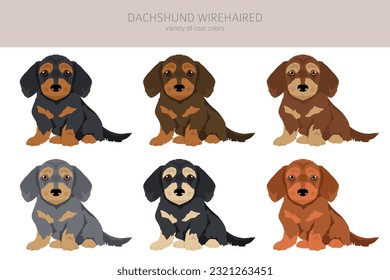 Dachshund wire haired puppies clipart. Different poses, coat colors set.  Vector illustration svg