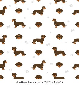 Dachshund wire haired seamless pattern. Different poses, coat colors set.  Vector illustration