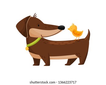 Dachshund with yellow chicken on white background.