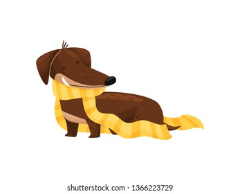 Dachshund in yellow scarf on white background.