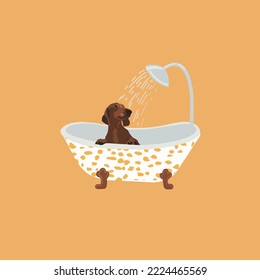 Dachshung in the bath. Dog vector