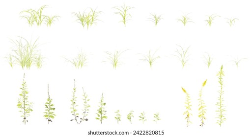 Dactylis,Solidago,Artemisia flowers Trees isolated on white background, tropical trees isolated used for design, advertising and architecture