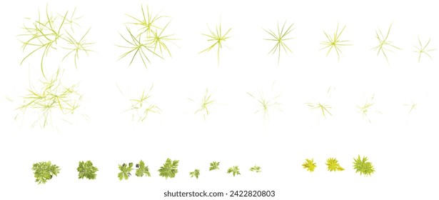 Dactylis,Solidago,Artemisia flowers Trees from the top view isolated white background