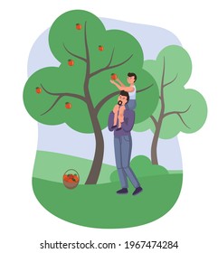 Dad and son picking apples in the garden, vector characters. Orchard harvesting apples. Family business farming, fatherhood happy childhood