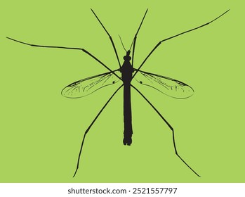 
Daddy Long Legs Insect Silhouette