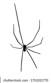 Daddy long legs spider vector silhouette isolated on white background. (Phalangium opiliones)