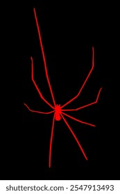 Daddy lange Beine Spinne Vektor Silhouette einzeln auf schwarzem Hintergrund. Phalangium opiliones.