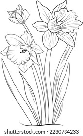 flores de flor de daffodil e ilustración vectorial de rama. Dibujo manual de narcisos flor iluminada por vectores para el libro de colorear o la página Arte con tinta grabada en blanco y negro, para niños o adultos.
