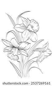 Daffodil Delicado Springtime Line Art