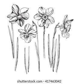 Daffodil drawing set isolated on white background. Vector sketch narcissus illustration. Narcissus in bloom. Ink painted narcissus flowers over white. Blossom collection. Hand drawn illustration.