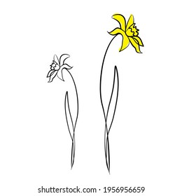 daffodil drawn with a line, flower drawn with a line, 