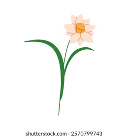 Daffodil flower. Blooming narcissus, garden plant, summer decoration. Blossom with gentle petals, stem. Natural floral design element. Botanical flat vector illustration isolated on white background