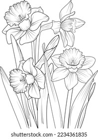 Daffodil flower bouquet of hand-drawn pencil sketch coloring page and book for adults isolated on white background blossom narcissus floral element illustration ink art.
