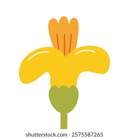 Daffodil flower bud on isolated background. Vector flat  illustration in naive style. Narcissus floral head