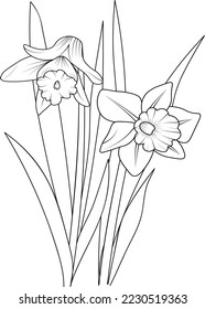 Daffodil flower coloring page and book, hand drawn vector art illustration of blossom narcissus flowers, botanical lef buds collaction, ingraved ink sketch isolate on white background.