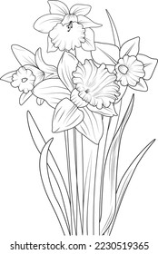 Daffodil flower coloring page and book, hand drawn vector art illustration of blossom narcissus flowers, botanical lef buds collaction, ingraved ink sketch isolate on white background.