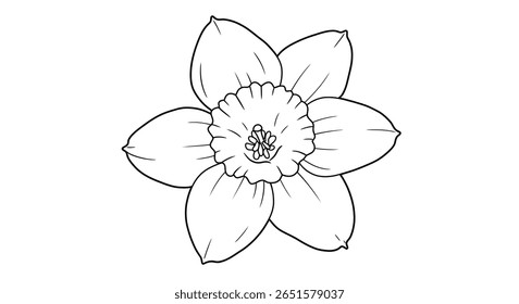 Daffodil flor colorir esboço da página com foco na proeminente estrutura central trompete em forma de coroa