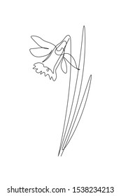 Daffodil flower in continuous line drawing style. Black line sketch on white background. Vector illustration