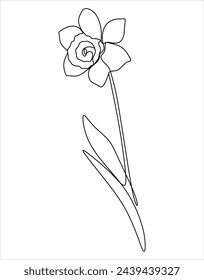 Daffodil flower in continuous line drawing style. Black line sketch on white background. Vector illustration