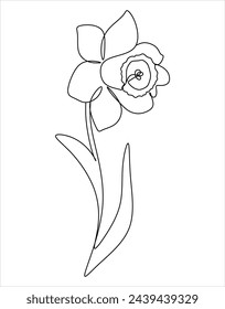 Daffodil flower in continuous line drawing style. Black line sketch on white background. Vector illustration