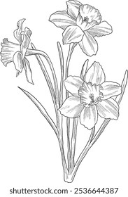 Daffodil flower digital sketch illustration