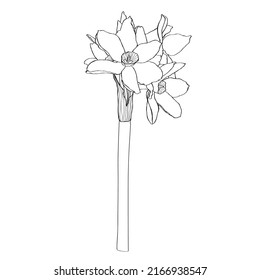 Daffodil flower drawing. Hand drawn floral illustration. Botanical black ink sketch. Great for invitations, greeting cards, decor. 