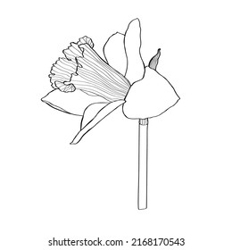 Daffodil flower drawing. Hand drawn floral illustration. Botanical black ink sketch. Great for invitations, greeting cards, decor. 