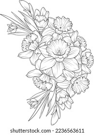 Daffodil flower drawing, vector sketch hand-drawn illustration, blossom narcissus flower bouquets, coloring book, and page isolated on white background. 