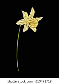 Daffodil flower for embroidery in botanical illustration style on a black background. Stock vector illustration. 