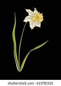 Daffodil flower for embroidery in botanical illustration style on a black background. Stock vector illustration. 
