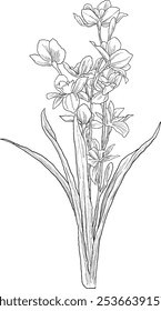 daffodil flower floral sketch illustration