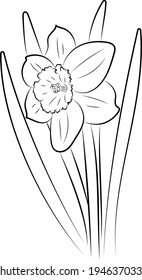 The daffodil flower. Graphic drawing of a flower. Spring flowers drawn by hand.