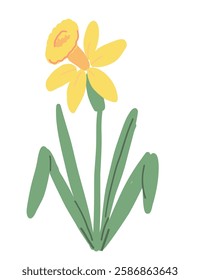 Daffodil Flower Hand Drawn Illustration