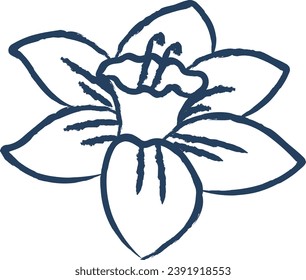 daffodil flower hand drawn vector illustration