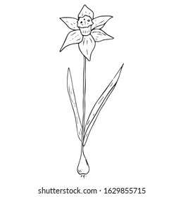Daffodil flower icon. Vector illustration of spring daffodil. Hand drawn daffodil spring flower.