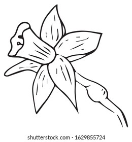 Daffodil flower icon. Vector illustration of spring daffodil. Hand drawn daffodil spring flower.