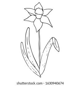 Daffodil flower icon. Vector illustration of spring daffodil. Hand drawn daffodil spring flower.