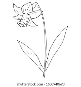 Daffodil flower icon. Vector illustration of spring daffodil. Hand drawn daffodil spring flower.