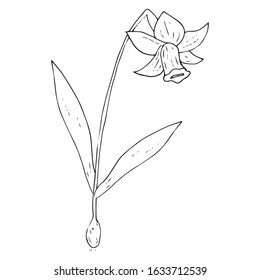 Daffodil flower icon. Vector illustration of spring daffodil. Hand drawn daffodil spring flower.