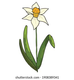 Daffodil flower icon. Vector illustration of spring daffodil on Holiday. 