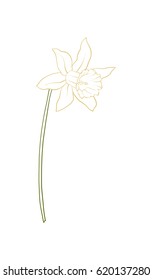 daffodil flower illustration in botanical style. Stock vector illustration.