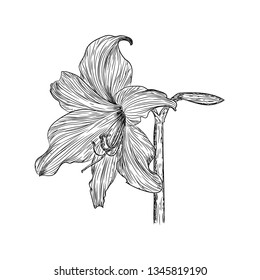 Daffodil flower illustration vector design