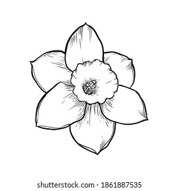 Duftblume einzeln. Handgezeichnete Vektorgrafik.