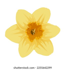 Flor de fodilo aislada en fondo blanco. Ilustración vectorial.